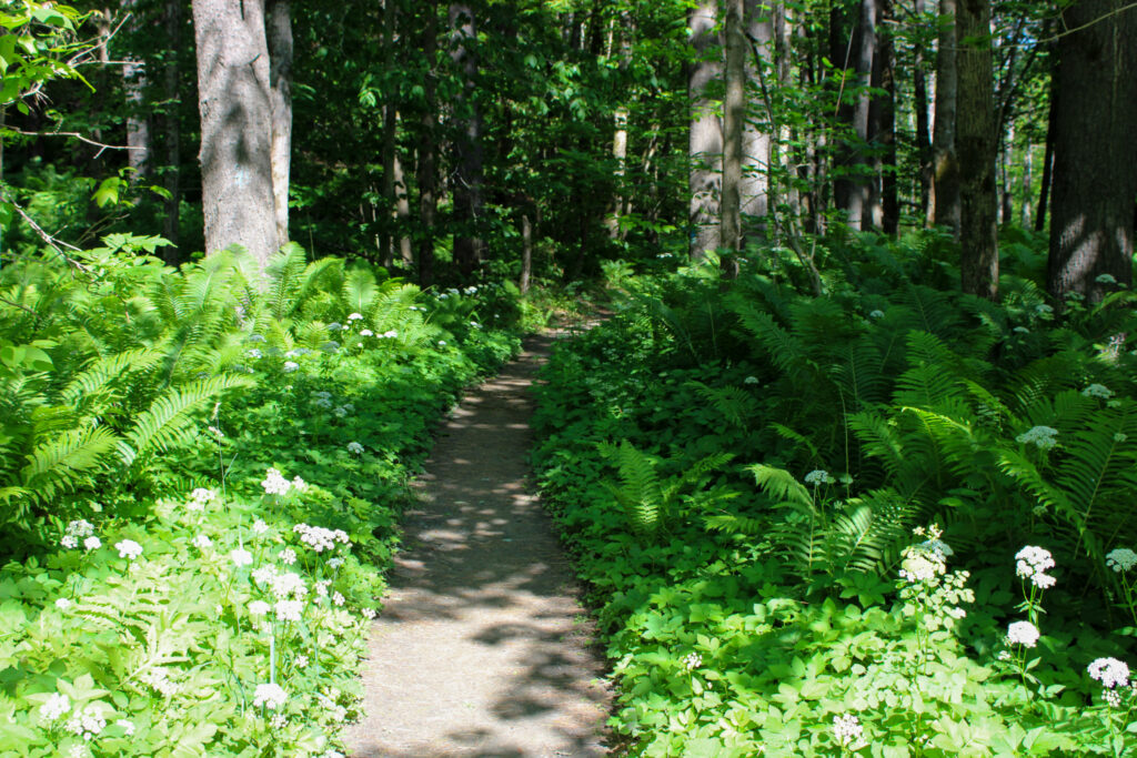 quechee gorge trail